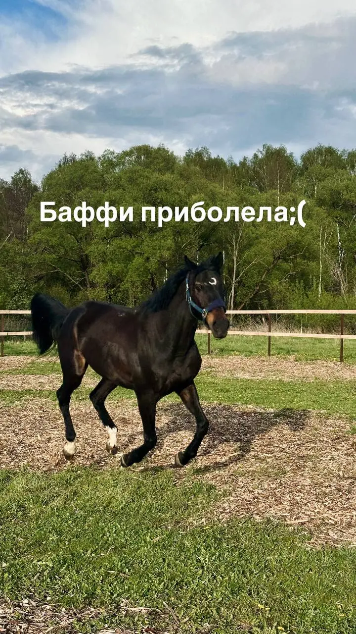 Очень хочу побыстрее вылечить Бафушку, вы можете поддержать нас, заказывая у меня съемки или фотокниги❤️📸 | Сетка — социальная сеть от hh.ru