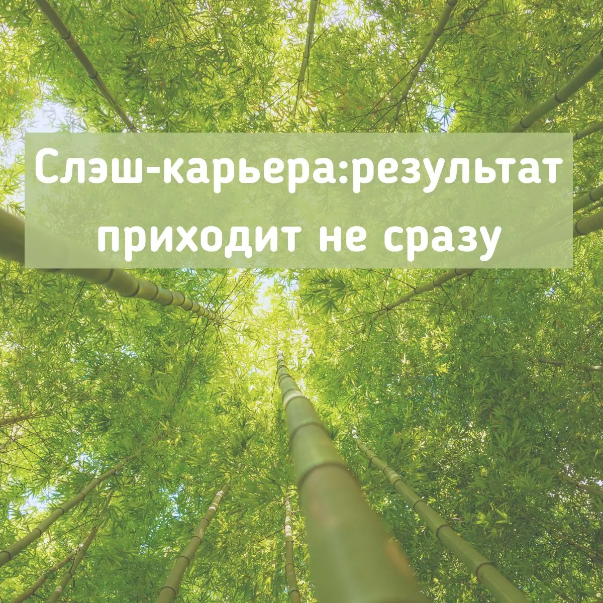 Может быть, вы слышали, что бамбук первые 3 -5 лет развития почти не растет над землей. Кажется, что ничего не происходит. Но в это время формируется мощная корневая система | Сетка — социальная сеть от hh.ru