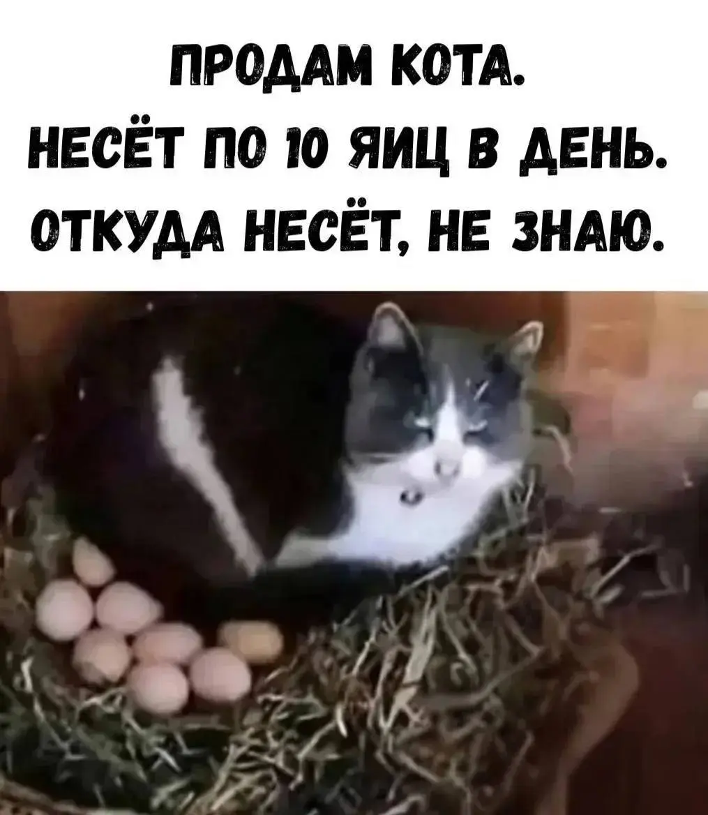 Морда у него предпринимательская 😂
#Юмор@poldner #Коты@poldner | Сетка — социальная сеть от hh.ru
