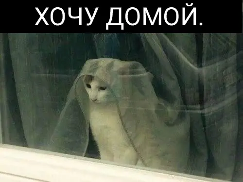 Я и коллеги в середине дня | Сетка — социальная сеть от hh.ru