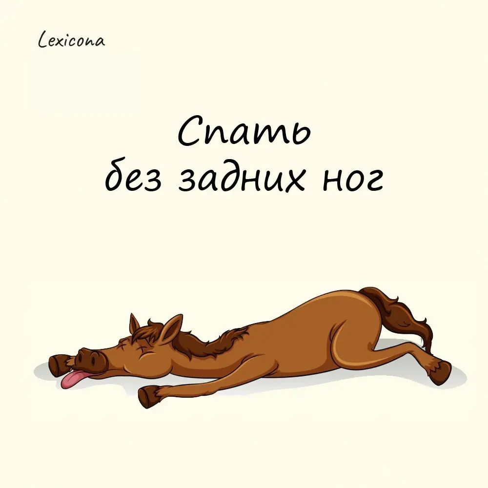Спать без задних ног
Это выражение сильной усталости появилось благодаря наблюдениям за лошадьми: после изнурительной работы в полях лошадь спит максимально расслабив задние ноги | Сетка — социальная сеть от hh.ru