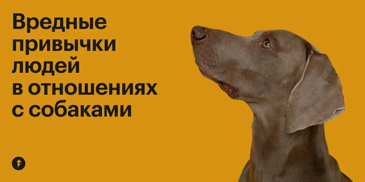 😄: Я ради тебя готов горы свернуть!
🐕: Давай мы не будем ничего сворачивать, лучше просто пройдем мимо моего любимого кустика — мне надо смс от друзей почитать.
⚡️ Как жить с собакой
#собаковедение | Сетка — социальная сеть от hh.ru