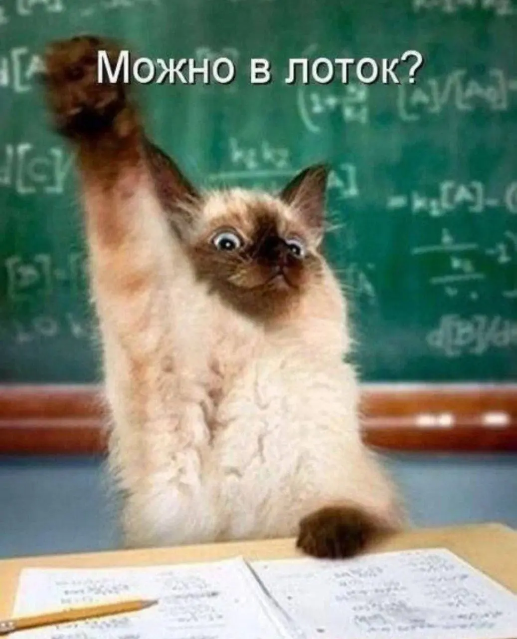 5 минут до звонка 😂
#Юмор@poldner #Коты@poldner | Сетка — социальная сеть от hh.ru