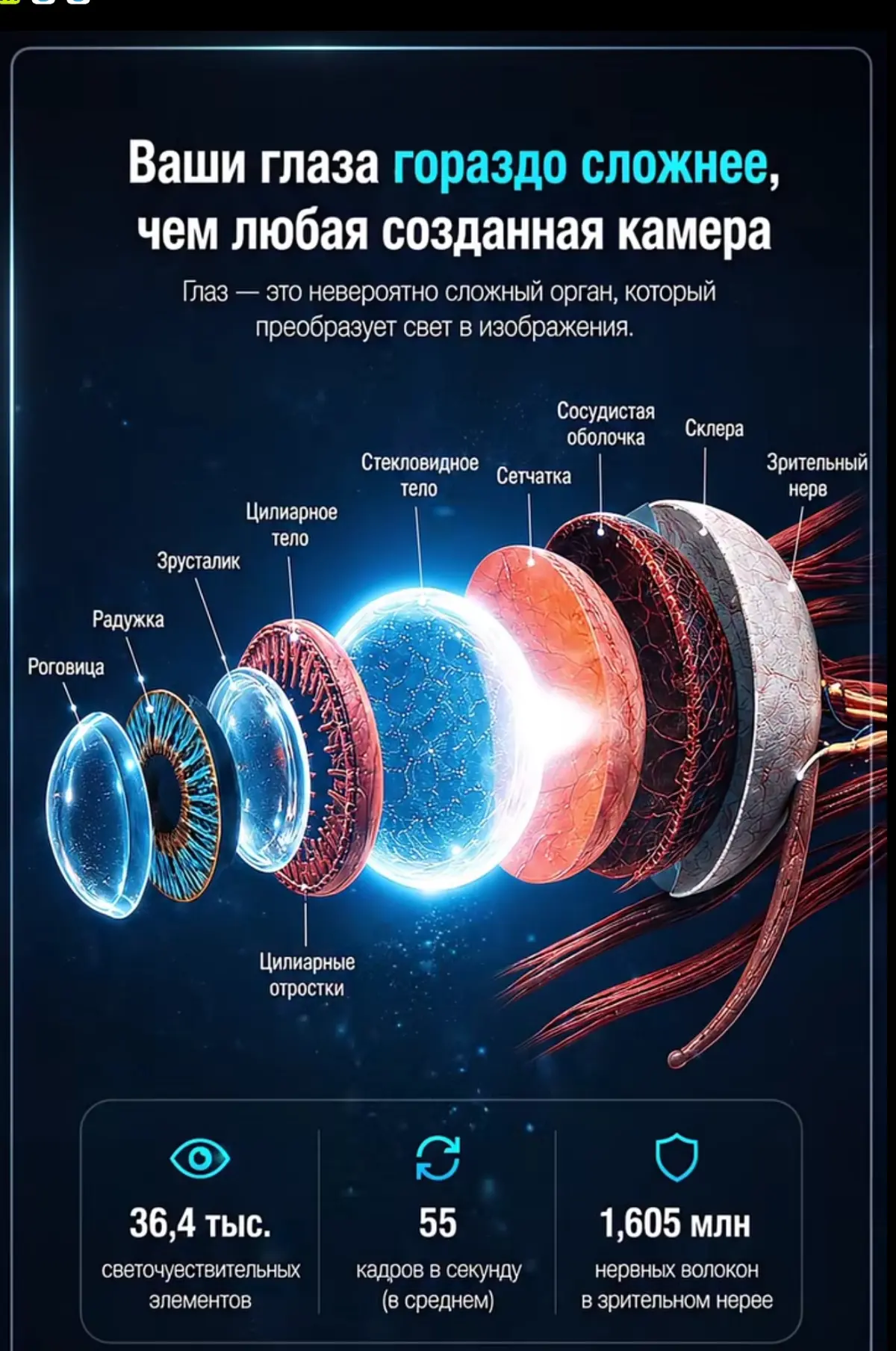 Ваши глаза — одна из самых сложных биологических систем во Вселенной | Сетка — социальная сеть от hh.ru