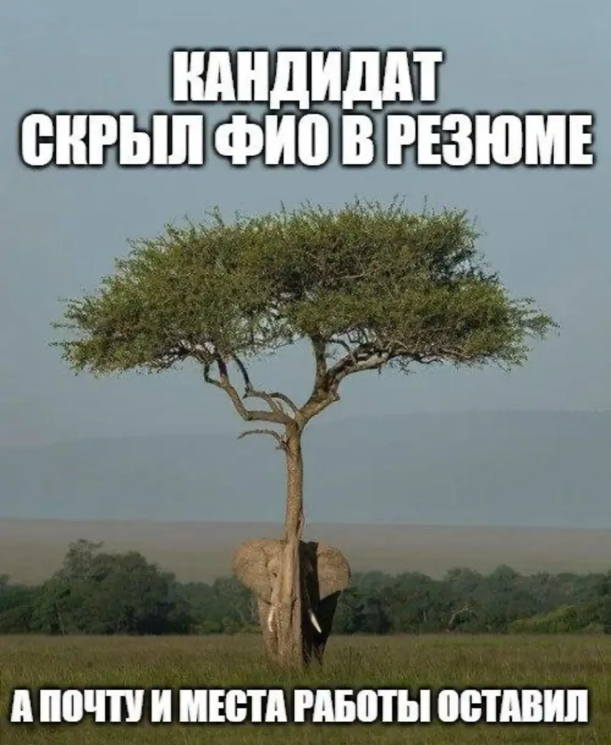 Сетка — социальная сеть от hh.ru