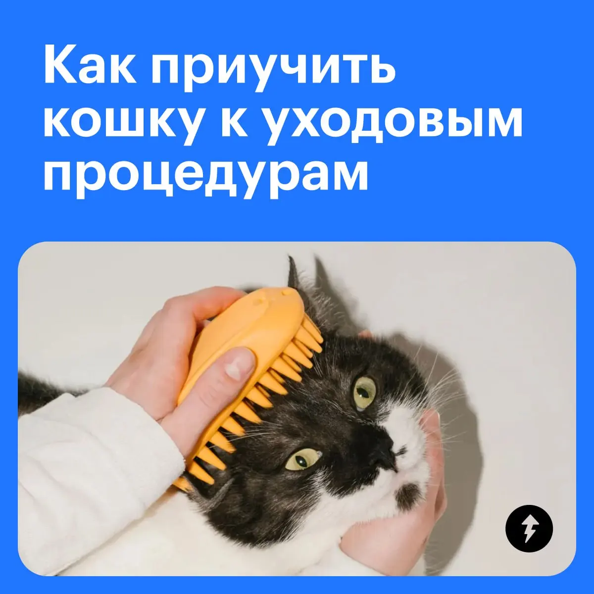 🧽 + 🐈 = ♥️
Третий урок курса «Как жить с кошкой» мы посвятили гигиене «хвостиков» и рассказали:
🐱 Как подготовить себя и кошку к процедурам
🪥 Как ухаживать за зубами, шерстью и когтями
🧴 Какой еще ухо... | Сетка — социальная сеть от hh.ru