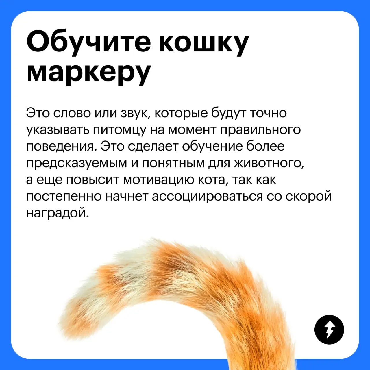 🧽 + 🐈 = ♥️
Третий урок курса «Как жить с кошкой» мы посвятили гигиене «хвостиков» и рассказали:
🐱 Как подготовить себя и кошку к процедурам
🪥 Как ухаживать за зубами, шерстью и когтями
🧴 Какой еще ухо... | Сетка — социальная сеть от hh.ru
