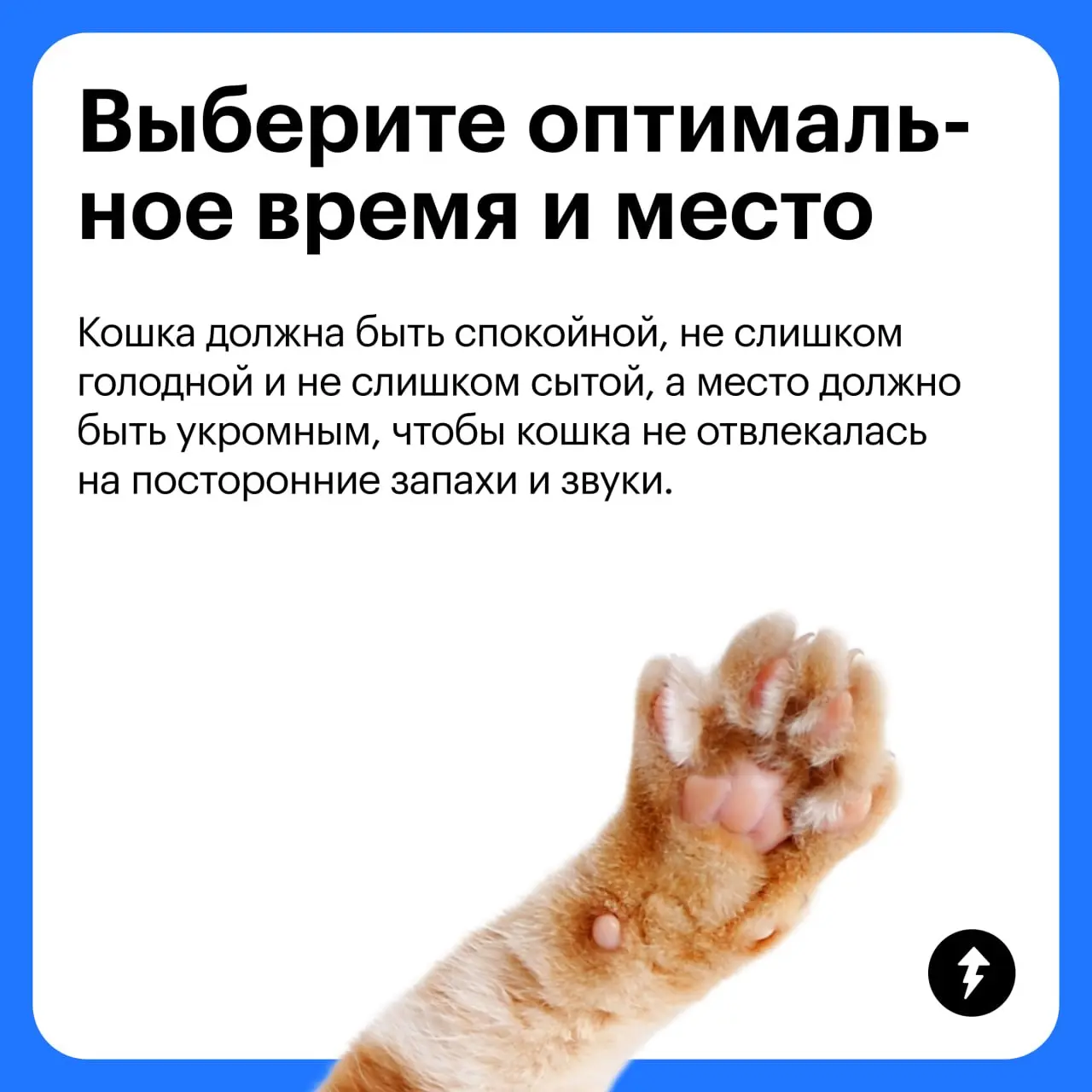 🧽 + 🐈 = ♥️
Третий урок курса «Как жить с кошкой» мы посвятили гигиене «хвостиков» и рассказали:
🐱 Как подготовить себя и кошку к процедурам
🪥 Как ухаживать за зубами, шерстью и когтями
🧴 Какой еще ухо... | Сетка — социальная сеть от hh.ru