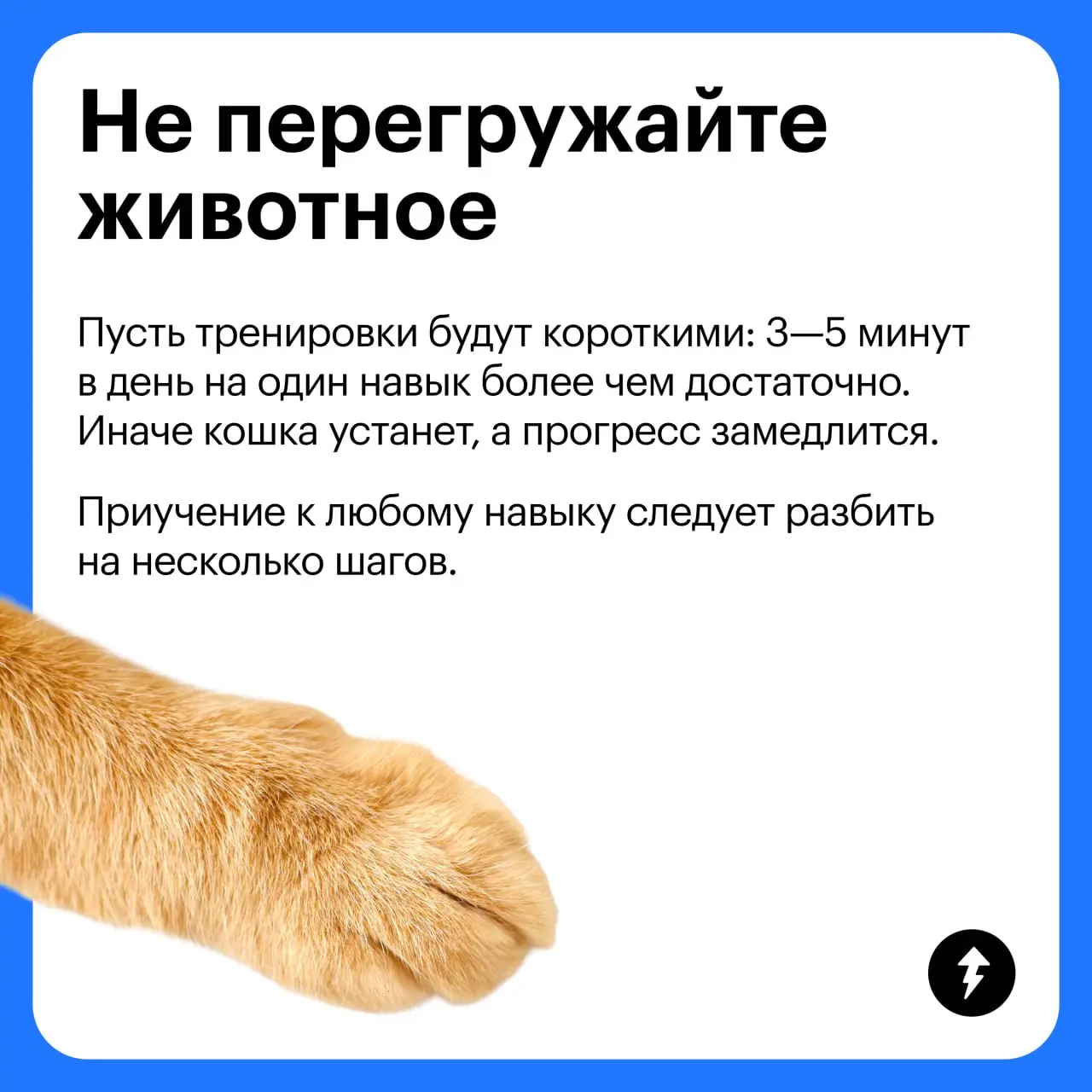 🧽 + 🐈 = ♥️
Третий урок курса «Как жить с кошкой» мы посвятили гигиене «хвостиков» и рассказали:
🐱 Как подготовить себя и кошку к процедурам
🪥 Как ухаживать за зубами, шерстью и когтями
🧴 Какой еще ухо... | Сетка — социальная сеть от hh.ru