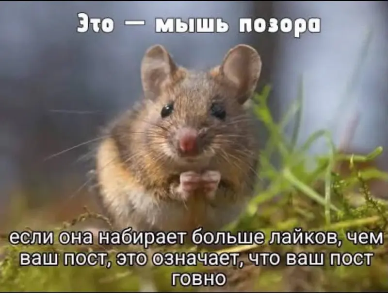 Мне так нравится, что если на платформе нет дизлайков, то люди всегда найдут способ всё равно обозначить свою позицию
Последние пару дней самая популярная картинка в русскоязычном threads — вот эта | Сетка — социальная сеть от hh.ru