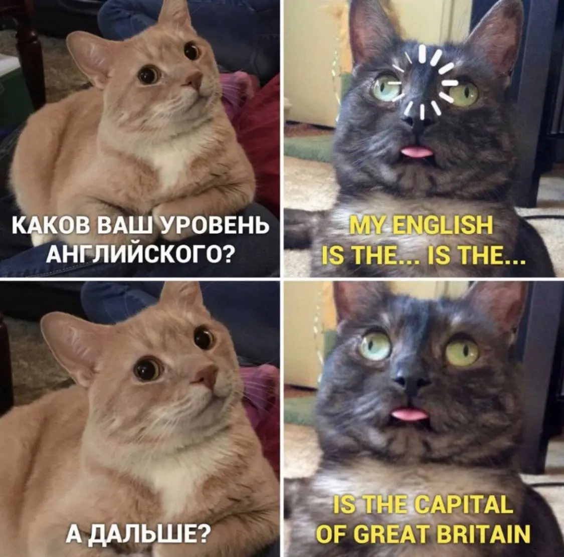 #cats #english | Сетка — социальная сеть от hh.ru