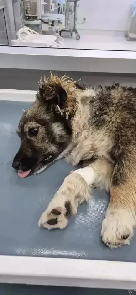 🐾 Губернатор Ставрополья спас сбитую собаку и ищет её хозяев
Губернатор заметил раненую собаку на Старомарьевском шоссе и отвёз её в ветклинику. Теперь он ищет владельцев животного | Сетка — социальная сеть от hh.ru