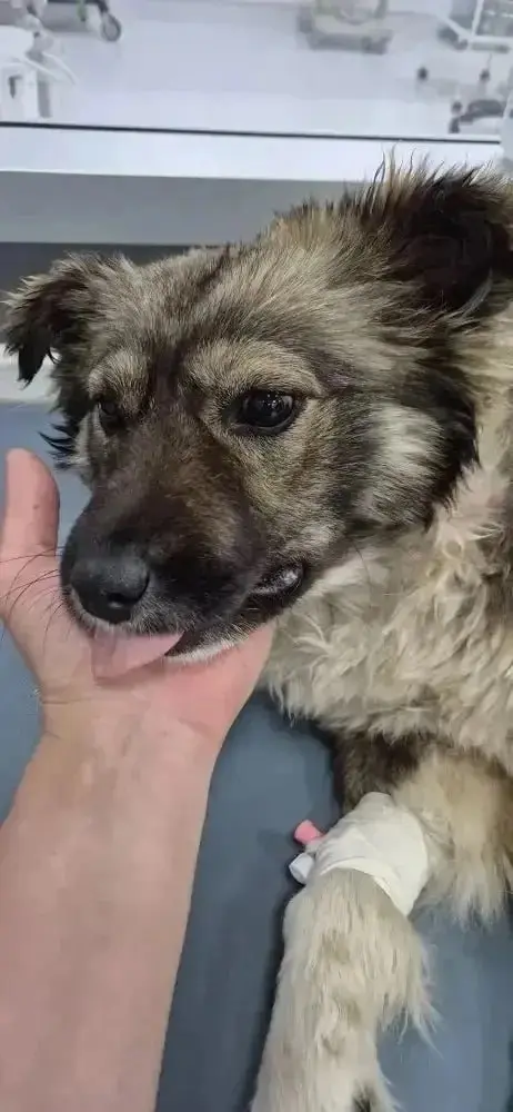 🐾 Губернатор Ставрополья спас сбитую собаку и ищет её хозяев
Губернатор заметил раненую собаку на Старомарьевском шоссе и отвёз её в ветклинику. Теперь он ищет владельцев животного | Сетка — социальная сеть от hh.ru