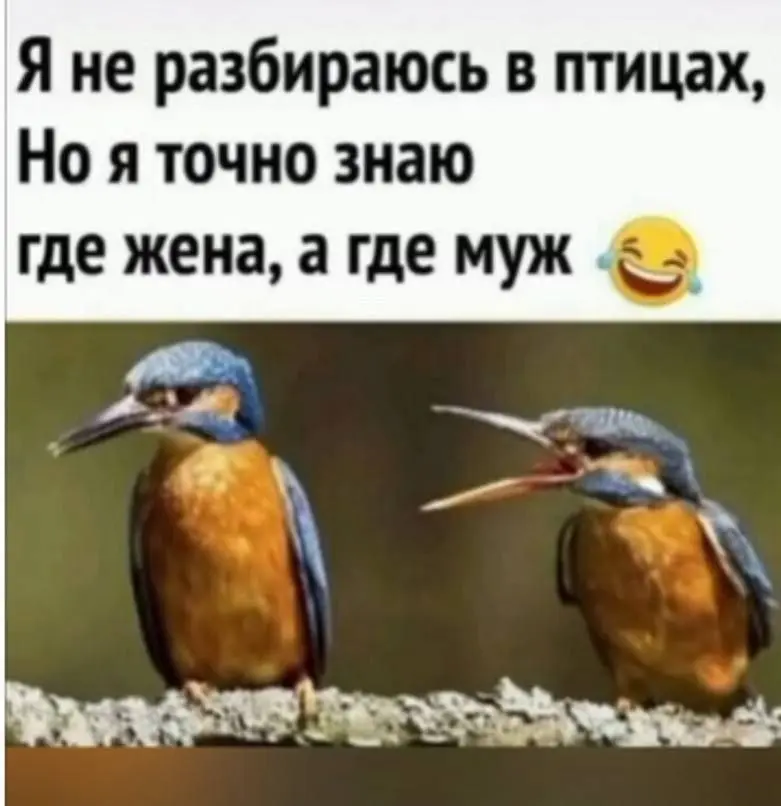 Люди-Синицы | Сетка — социальная сеть от hh.ru