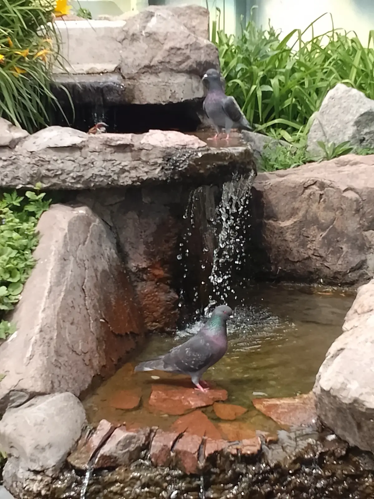 А знаете, кому на Руси жить хорошо? Омскому голубю. Ему фонтанчик красивый у вокзала сделали. | Сетка — социальная сеть от hh.ru