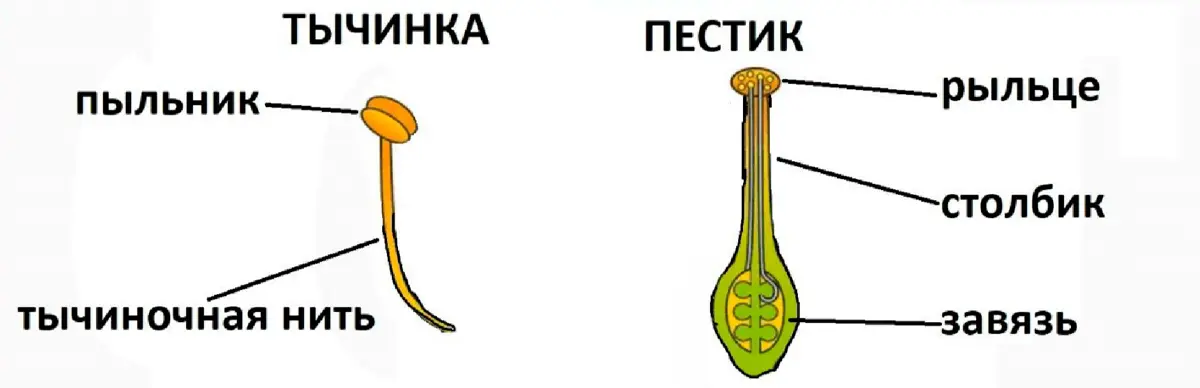 Почему я 🩷 молодежь | Сетка — социальная сеть от hh.ru