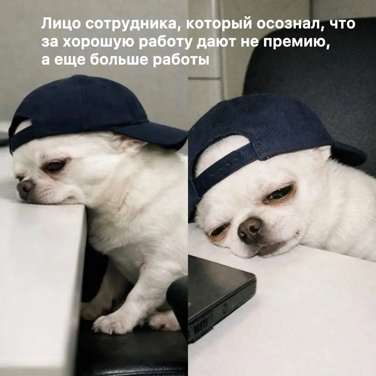 Сетка — социальная сеть от hh.ru
