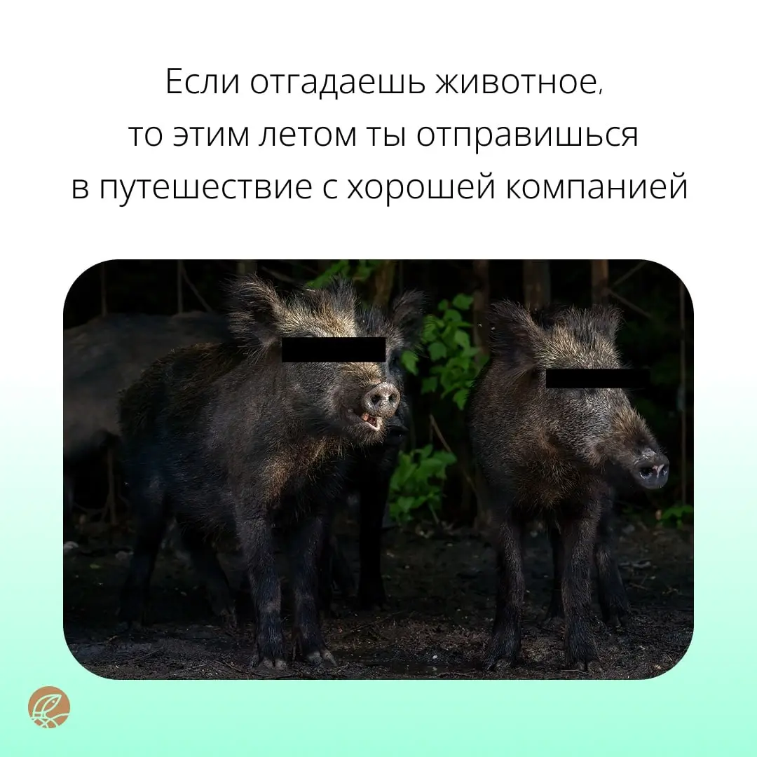 Только самые отважные 🦁 справятся с нашими заданиями | Сетка — социальная сеть от hh.ru
