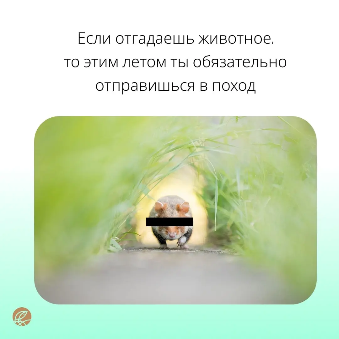 Только самые отважные 🦁 справятся с нашими заданиями | Сетка — социальная сеть от hh.ru