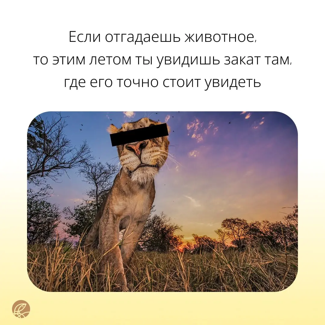 Только самые отважные 🦁 справятся с нашими заданиями | Сетка — социальная сеть от hh.ru