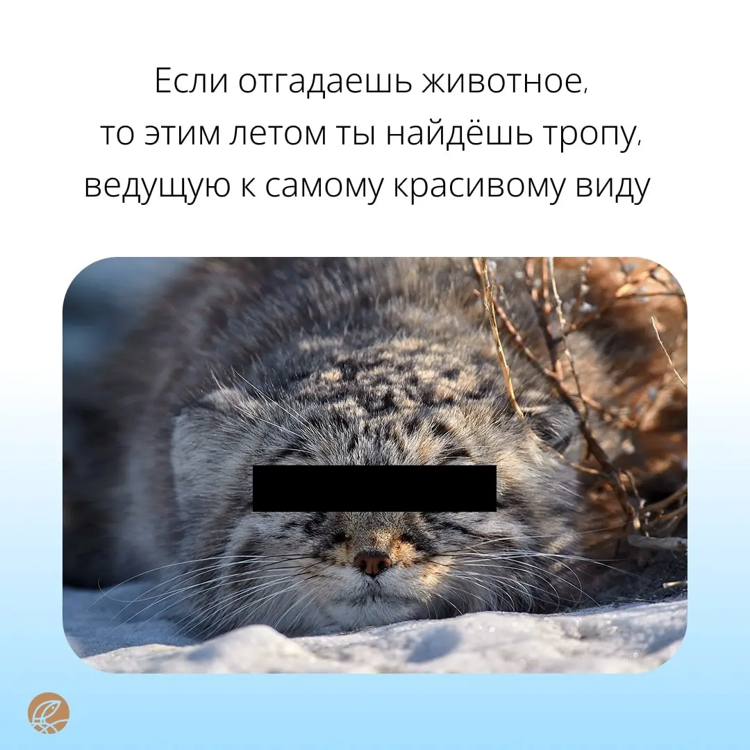Только самые отважные 🦁 справятся с нашими заданиями | Сетка — социальная сеть от hh.ru