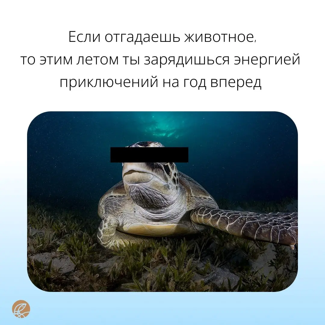 Только самые отважные 🦁 справятся с нашими заданиями | Сетка — социальная сеть от hh.ru