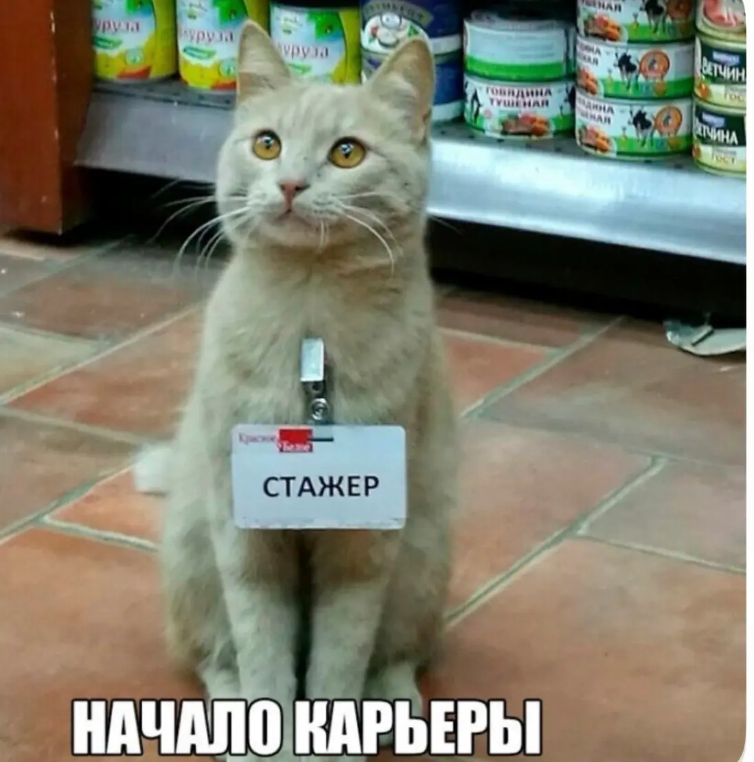 Как я встречаю новичков: никакой магии, просто человечность | Сетка — социальная сеть от hh.ru