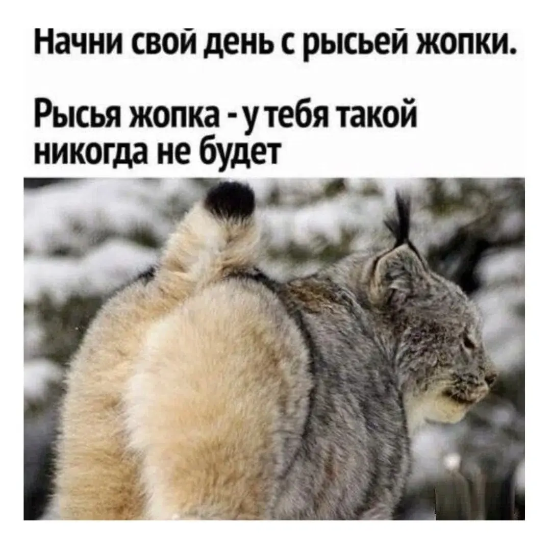 Гимн своей шкуре | Сетка — социальная сеть от hh.ru
