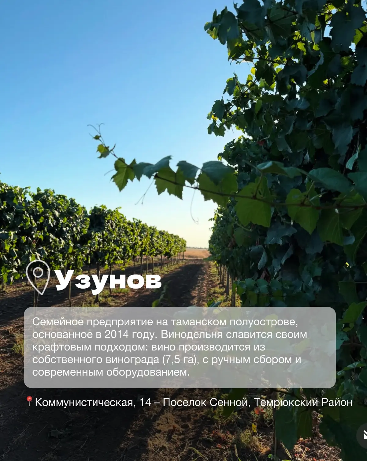Винодельни Краснодарского края часть 2 | Сетка — социальная сеть от hh.ru