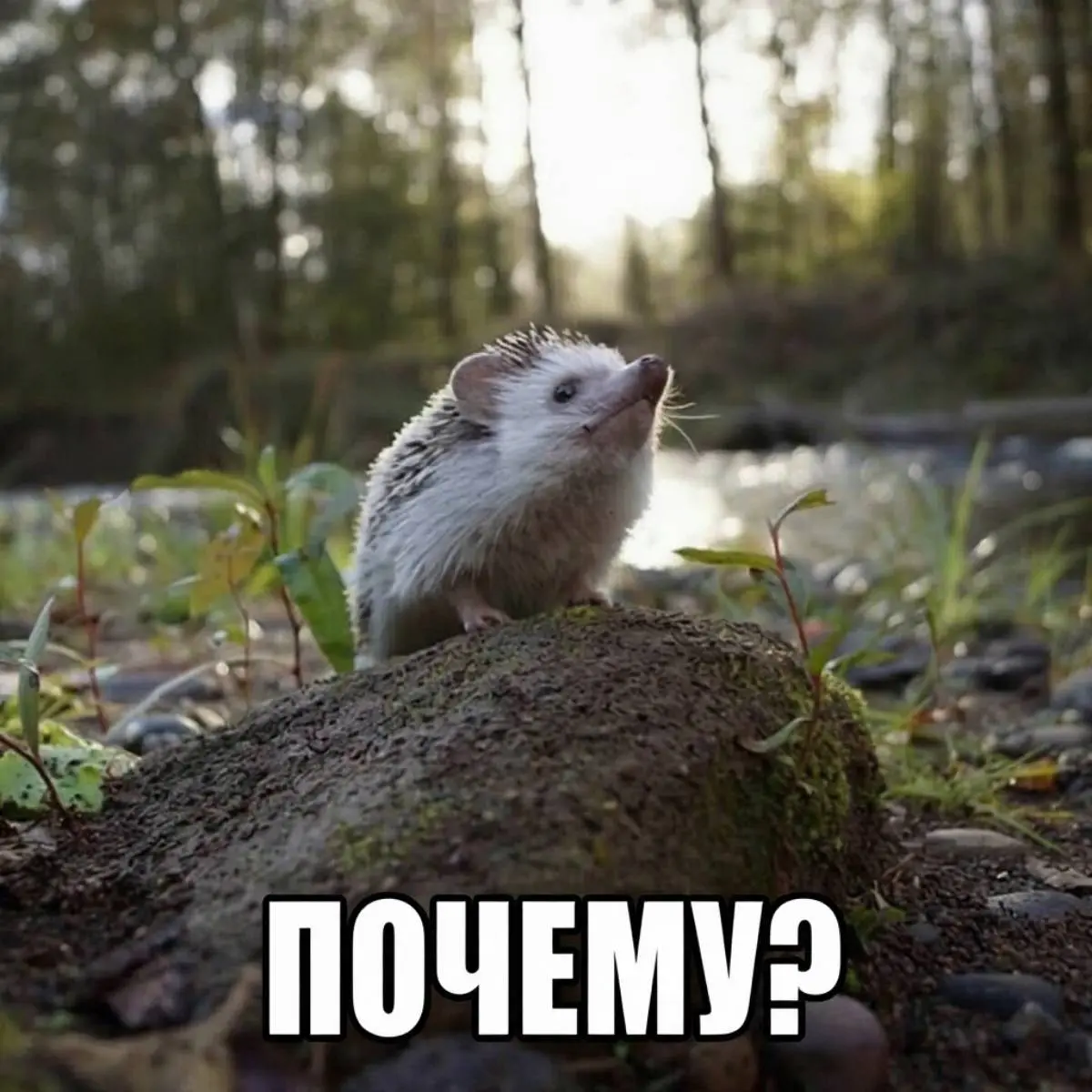 Дикий Ёж
