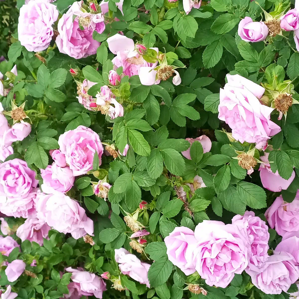 Пахнет лучше любых духов.🌺
Приятность по дороге на работу. | Сетка — социальная сеть от hh.ru