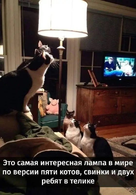 Исключительное мнение экспертов 😂
#Юмор #Коты | Сетка — социальная сеть от hh.ru