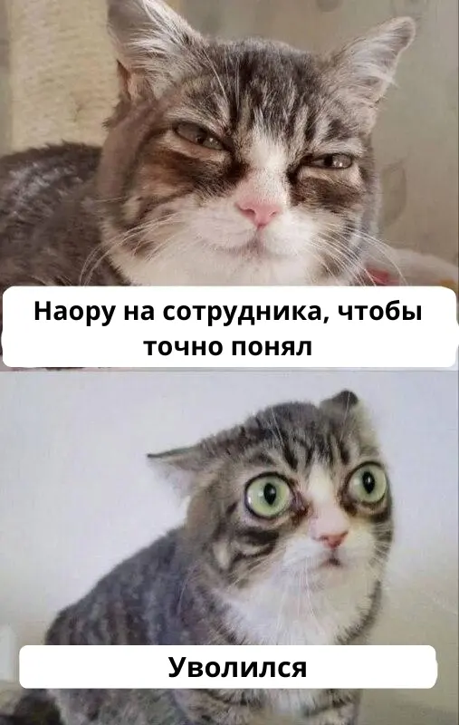 Как не нужно давать обратную связь | Сетка — социальная сеть от hh.ru