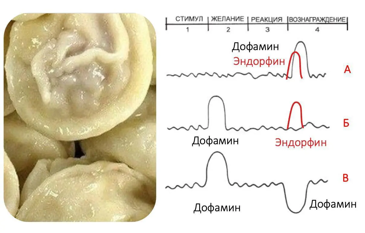 Пельмени, дофамин и роботы
Начало здесь.
Нами управляют гормоны и нейромедиаторы. В этом плане мы… биороботы. И главный наш кукловод – дофамин.
Разберу как мы реагируем на пельмени | Сетка — социальная сеть от hh.ru