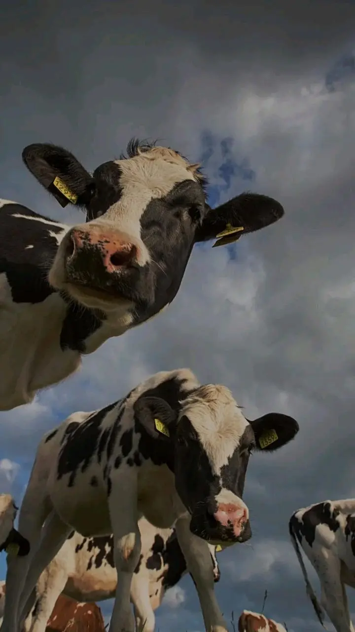 🤍🤍🤍 cow is beef? 🥩
Ребят, честный вопрос: вас когда-нибудь удивляло, почему живая свинья это pig, а если ее есть, то это pork? Или почему cow превращается в beef? 🐶
При этом курица так и осталась chic... | Сетка — социальная сеть от hh.ru
