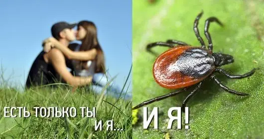 💉Более 330 жителей Ставрополья покусали клещи за прошедшую неделю
С начала года в крае зарегистрировали уже более 2,4 тыс. таких обращений. У нескольких укушенных выявили опасные инфекции | Сетка — социальная сеть от hh.ru
