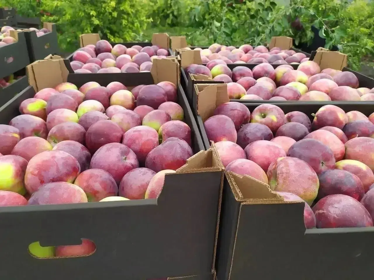 🍎 Ставропольский край продолжает развивать садоводство и входит в пятёрку лидеров России по производству плодово-ягодной продукции
Сегодня в отрасли работают 50 сельхозпредприятий и фермерских хозяйст... | Сетка — социальная сеть от hh.ru