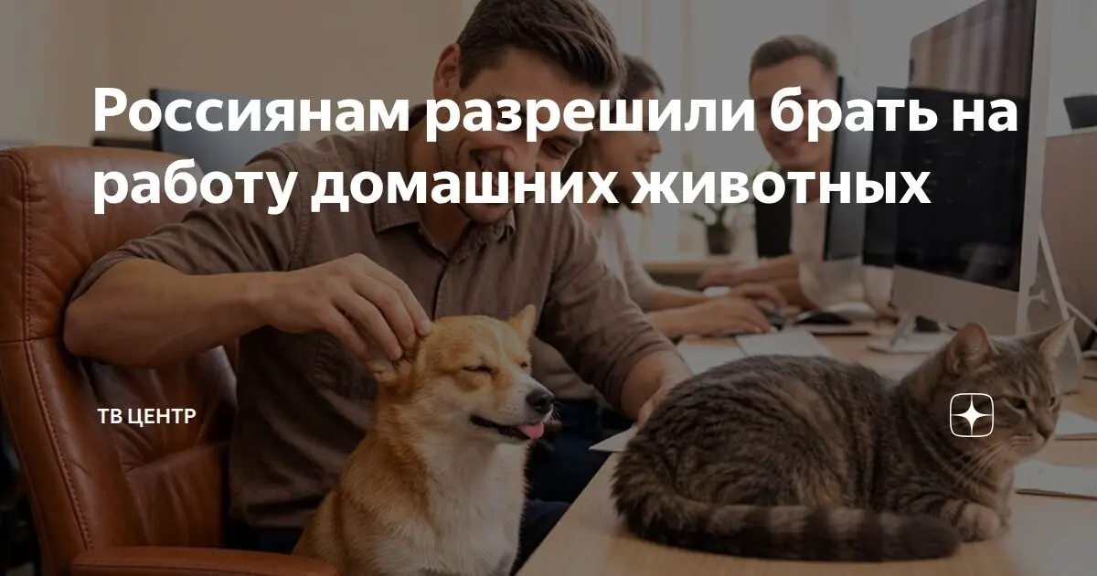 Кот на зарплате... | Сетка — социальная сеть от hh.ru