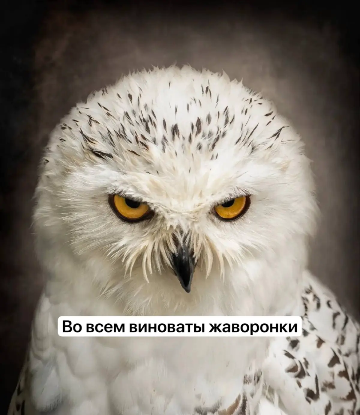 Во всем виноваты жаворонки | Сетка — социальная сеть от hh.ru