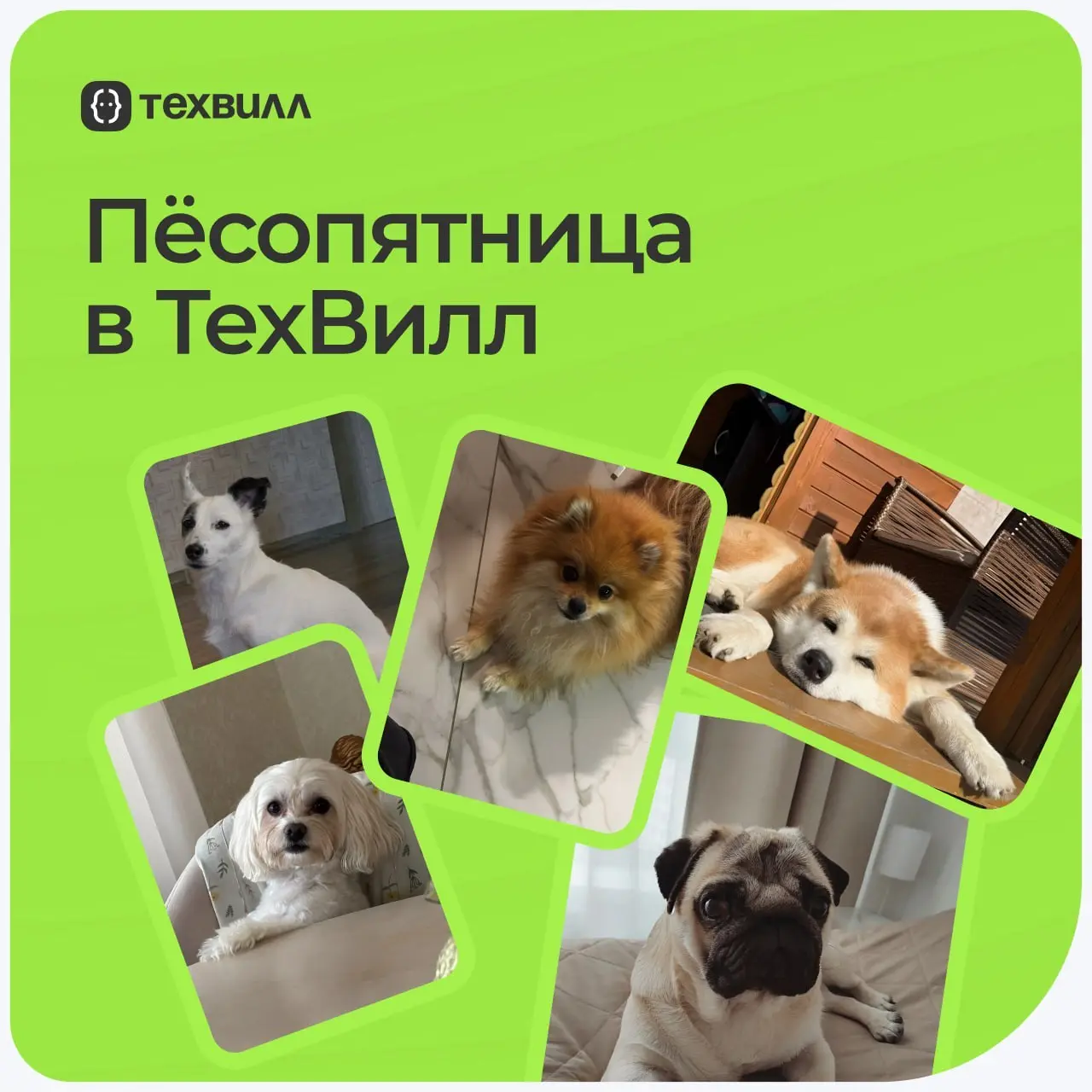 😀 Пёсопятница наступила, а это значит..
что экраны мониторов в ТехВилл ненадолго превращаются в галерею мохнатых лап и виляющих хвостов | Сетка — социальная сеть от hh.ru