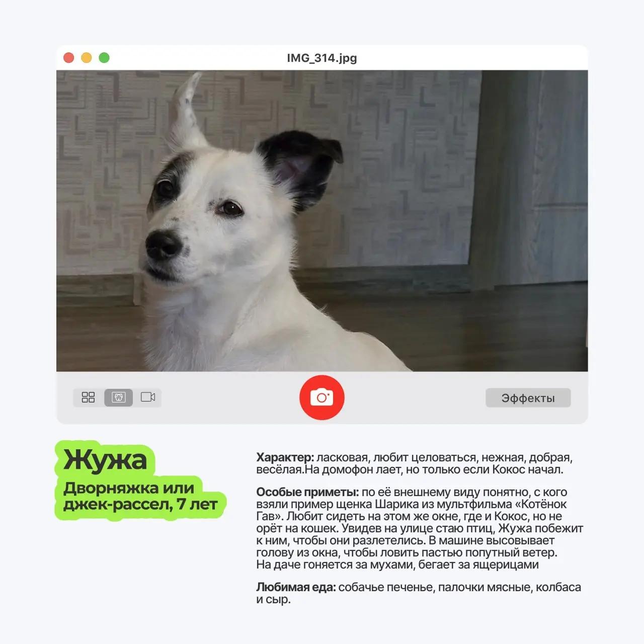 😀 Пёсопятница наступила, а это значит..
что экраны мониторов в ТехВилл ненадолго превращаются в галерею мохнатых лап и виляющих хвостов | Сетка — социальная сеть от hh.ru