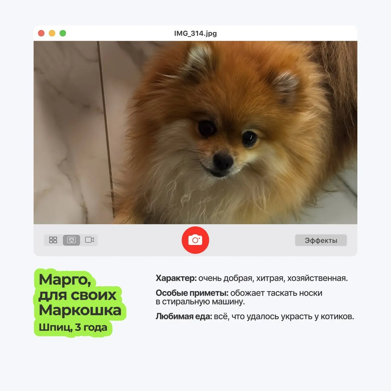 😀 Пёсопятница наступила, а это значит..
что экраны мониторов в ТехВилл ненадолго превращаются в галерею мохнатых лап и виляющих хвостов | Сетка — социальная сеть от hh.ru