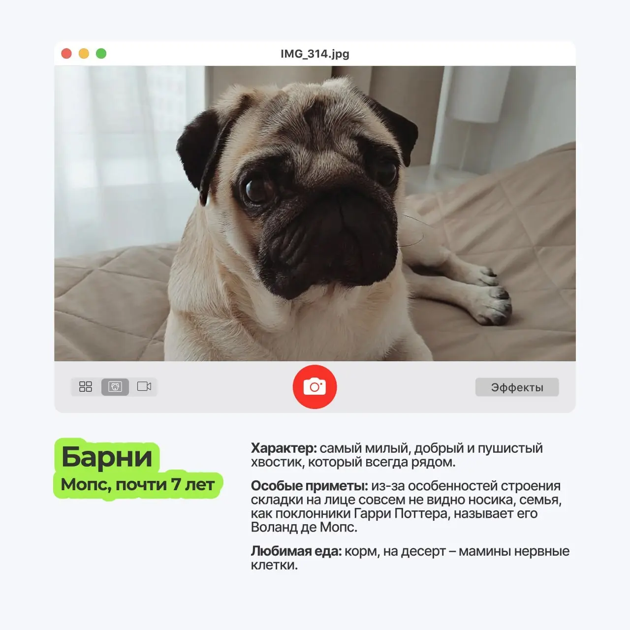 😀 Пёсопятница наступила, а это значит..
что экраны мониторов в ТехВилл ненадолго превращаются в галерею мохнатых лап и виляющих хвостов | Сетка — социальная сеть от hh.ru