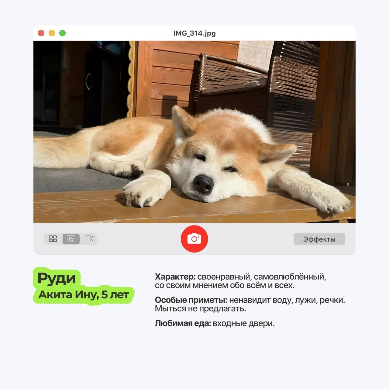 😀 Пёсопятница наступила, а это значит..
что экраны мониторов в ТехВилл ненадолго превращаются в галерею мохнатых лап и виляющих хвостов | Сетка — социальная сеть от hh.ru