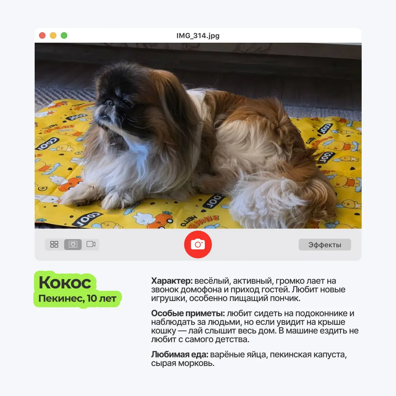😀 Пёсопятница наступила, а это значит..
что экраны мониторов в ТехВилл ненадолго превращаются в галерею мохнатых лап и виляющих хвостов | Сетка — социальная сеть от hh.ru