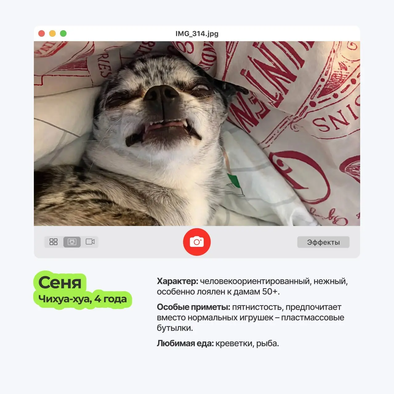 😀 Пёсопятница наступила, а это значит..
что экраны мониторов в ТехВилл ненадолго превращаются в галерею мохнатых лап и виляющих хвостов | Сетка — социальная сеть от hh.ru