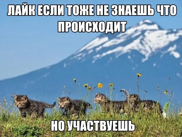 Тендер. Бесплатно. Обидно | Сетка — социальная сеть от hh.ru