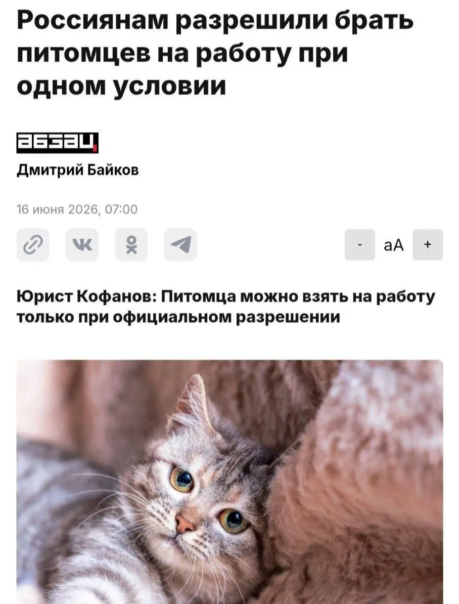 Работники в России теперь официально могут приводить на работу своих домашних животных | Сетка — социальная сеть от hh.ru