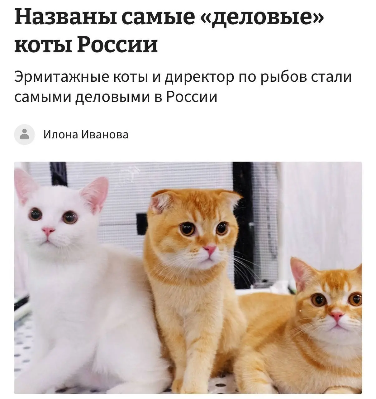 В России появился список самых деловых котов — шерстяных, на которых держится вся работа разных предприятий и музеев
На первом месте эрмитажные кошки: столетиями они охраняют предметы искусства от гры... | Сетка — социальная сеть от hh.ru