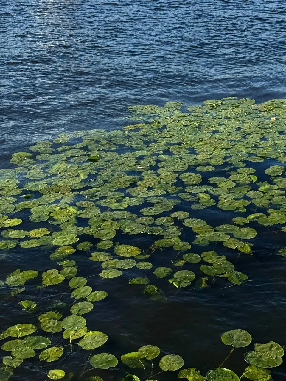 Напоминание:
Присутствуй со всем, что делаешь 🌿
Что значит присутствовать? Находиться в моменте, не переключаться на фоновые дела. Ощущать себя в этом самом моменте/деле | Сетка — социальная сеть от hh.ru